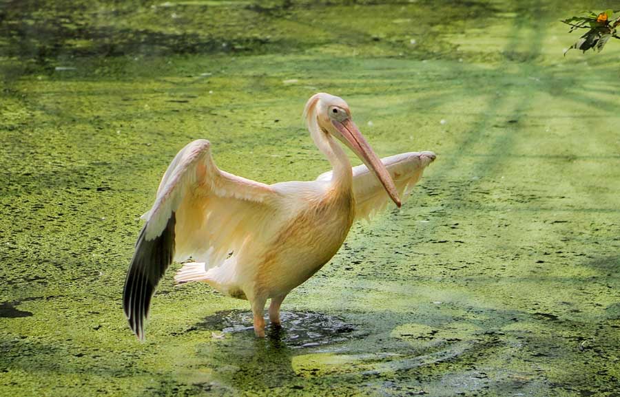 A painted stork at Alipore Zoological Garden was seen splashing and playing in the water   