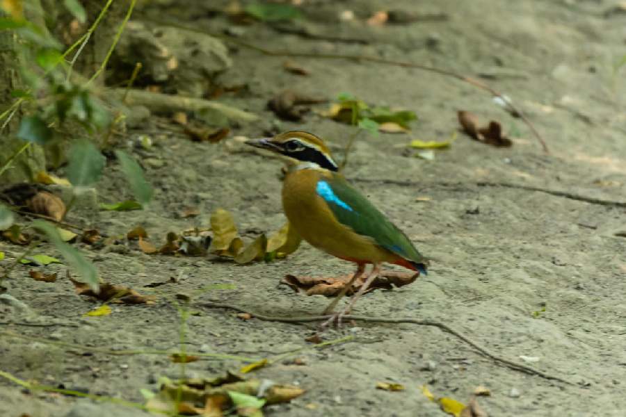 Indian Pitta.