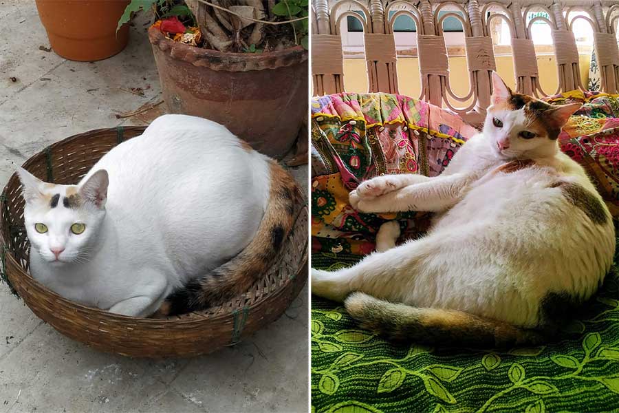 Mayukh’s cats Baby and (right) Kuttush