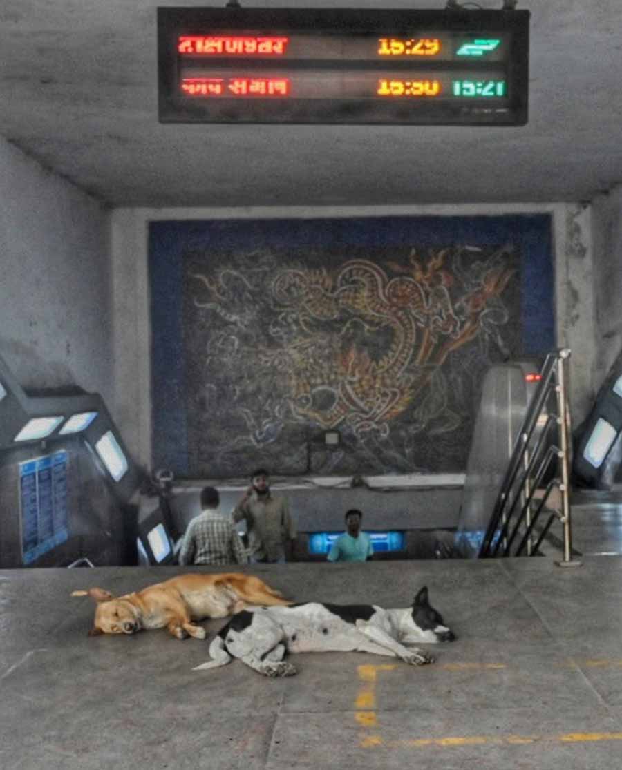 Finding a safe nook at a Metro station, two pooches were seen taking an afternoon siesta oblivious of the passersby. If you are a pet lover, provide bowls of potable water and food items for birds and animals on  balconies, rooftops and even on roadsides  
