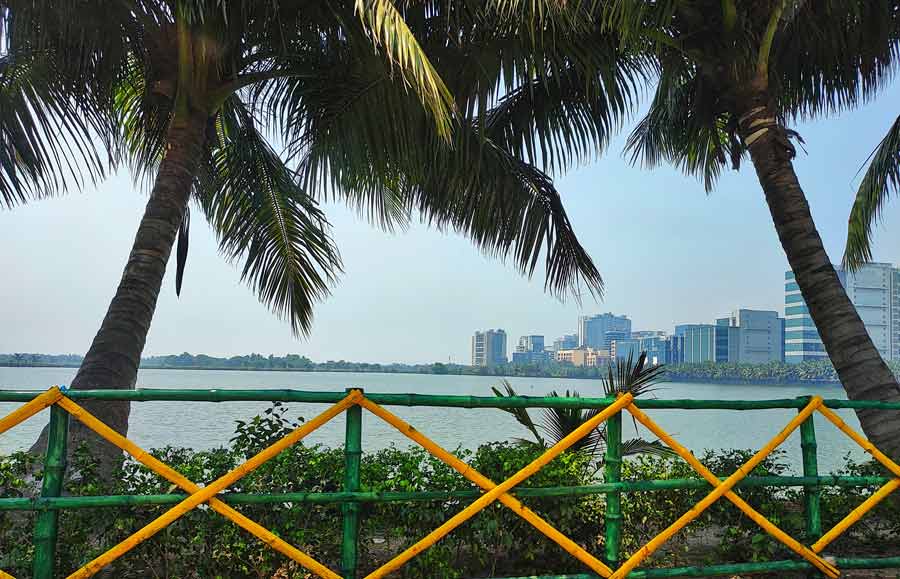 Surrounding the East Kolkata Wetlands many trees have been planted and bamboo fence has been installed to enhance the greenery of the area  
