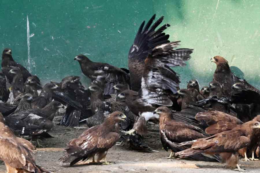 Injured kites at the Wildlife Rescue and Rehabilitation Centre in Salt Lake on Tuesday.