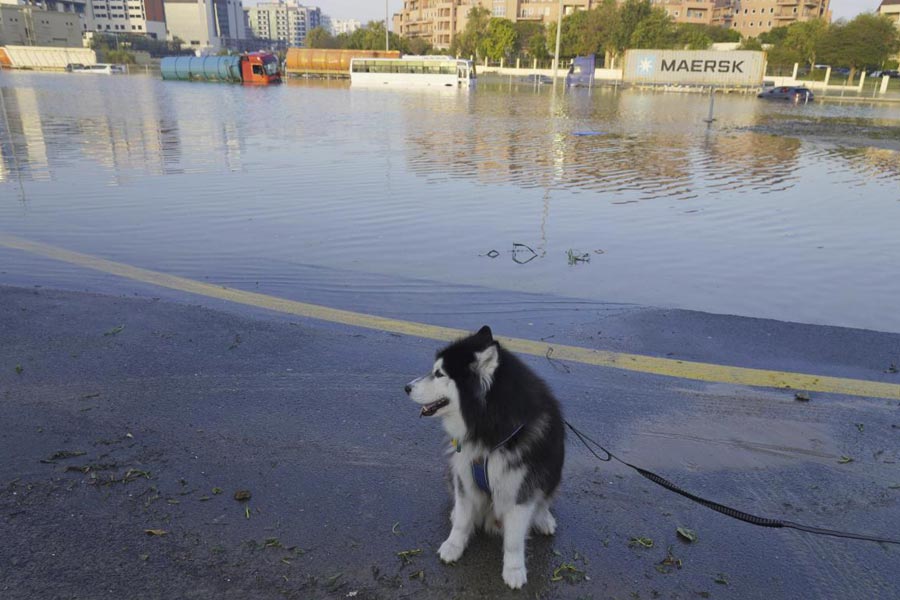 Skye, a Husky dog, sits near floodwater in Dubai, United Arab Emirates, Thursday, April 18, 2024. The United Arab Emirates attempted to dry out Thursday from the heaviest rain the desert nation has ever recorded, a deluge that flooded out Dubai International Airport and disrupted flights through the world's busiest airfield for international travel.