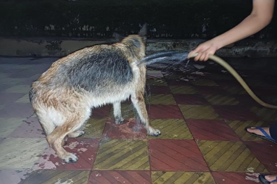 A police dog gets a shower at the Police Training School in Calcutta