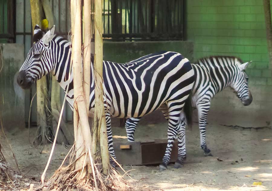 A zebra and its foal take rest under the shade of a tree in the humid weather on Saturday. The India Meteorological Department on Saturday issued heatwave alert of varied degrees for various parts of Bengal till April 24