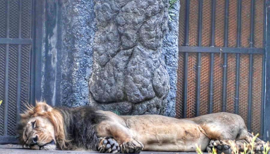 Taking a snooze on a humid afternoon seemed the best for the king of the jungle to tackle the weather 
