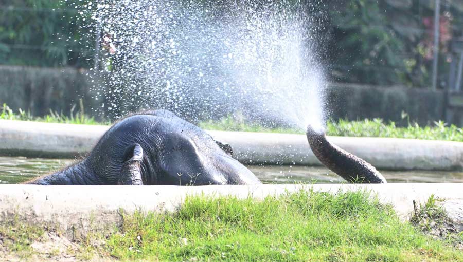 This elephant seemed the only one not complaining about the hot weather in the Alipore animal kingdom 