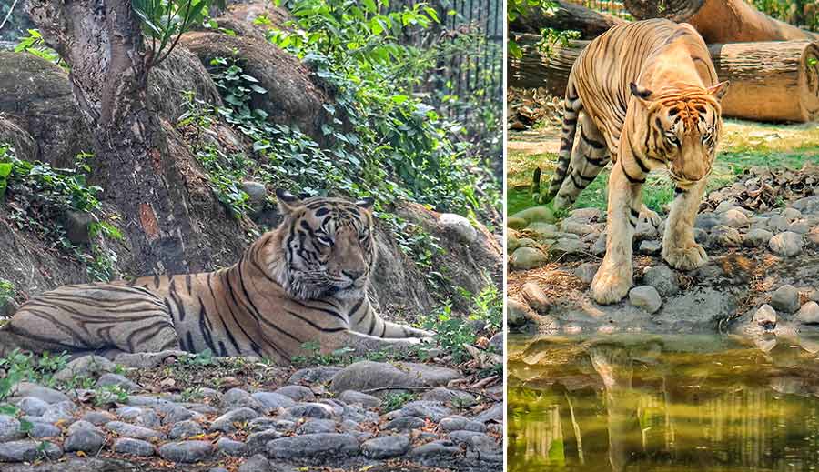 Unable to bear the scorching heat, this Bengal tiger decided to go and take a dip at Alipore zoo 