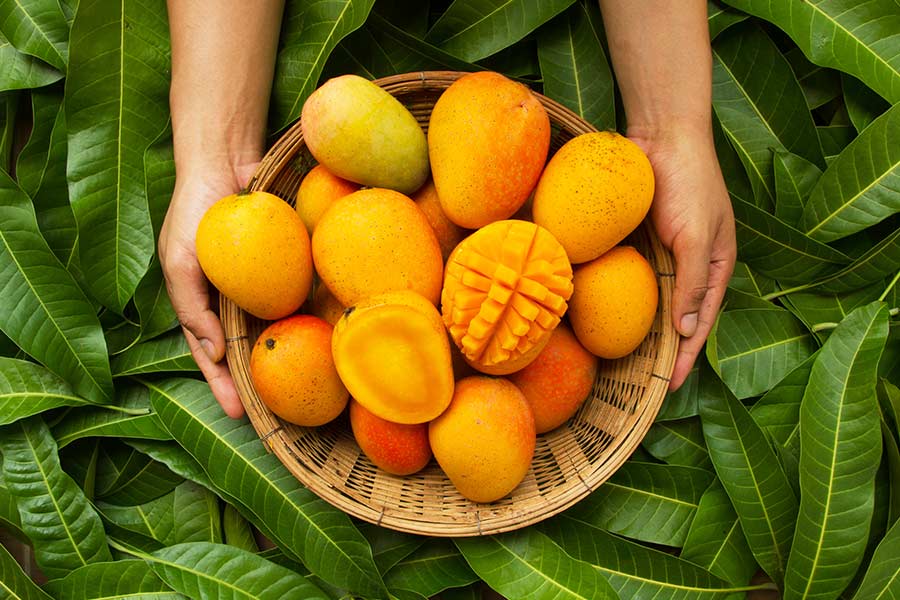 Mangoes in Kolkata | Mango mania and the sweet and sour tastes of summer in  Kolkata - Telegraph India