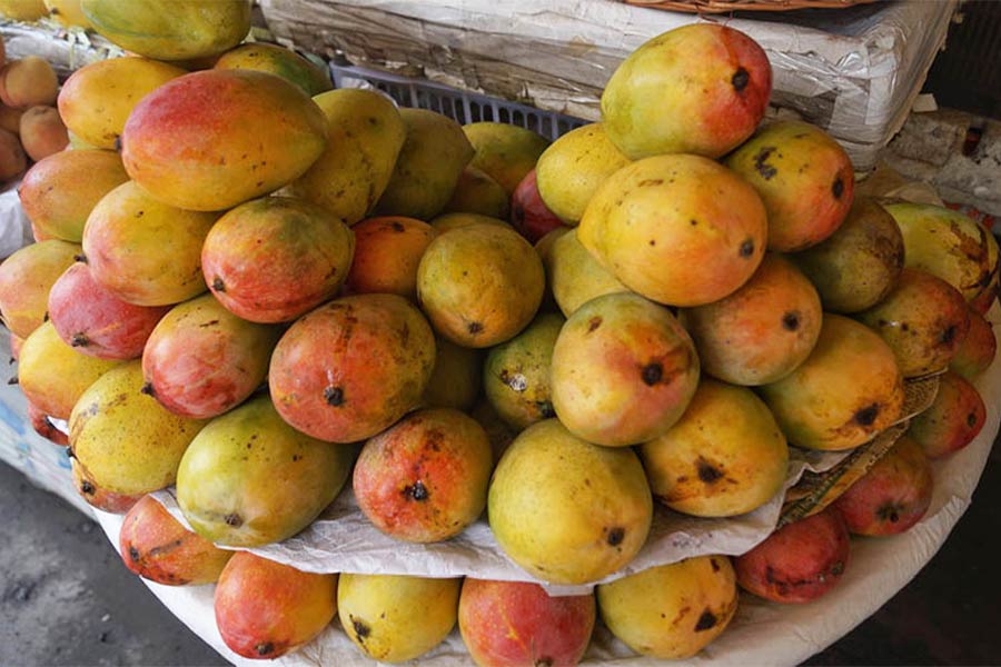 As summer days lengthened, the green, raw, baby mangoes ripened — colours enhancing their cheeks, peach-red lending a shade to the pastel yellow or coy green