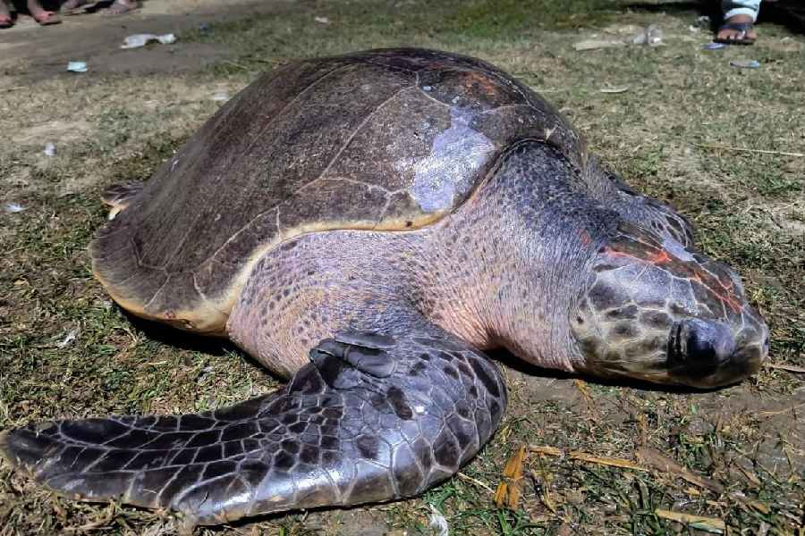 The Olive Ridley turtle rescued on Friday