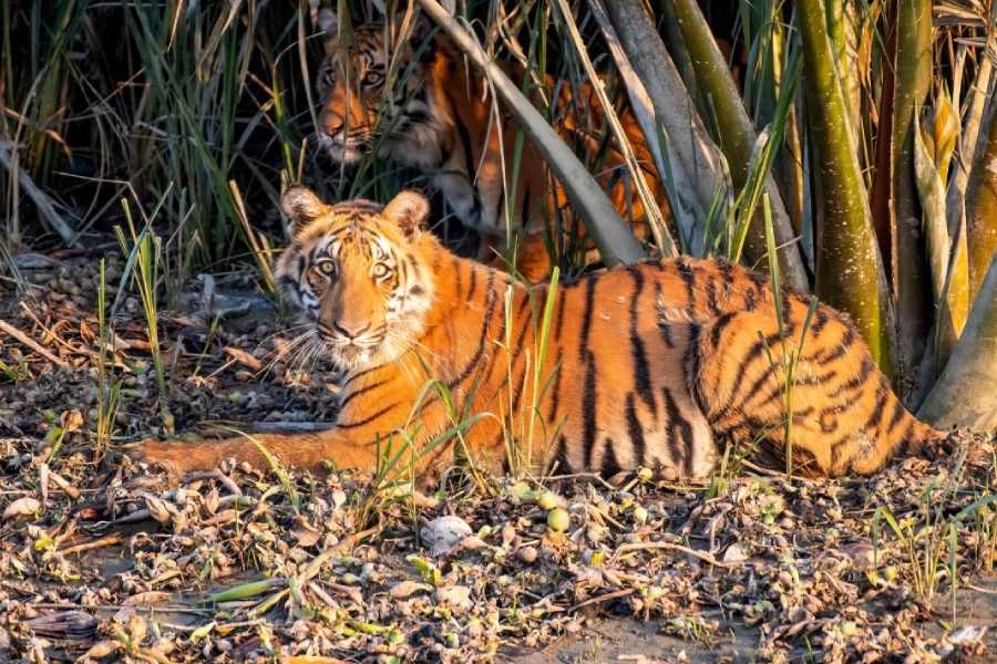 Tiger, Tiger burning bride: Pension eludes 'forgotten' widows