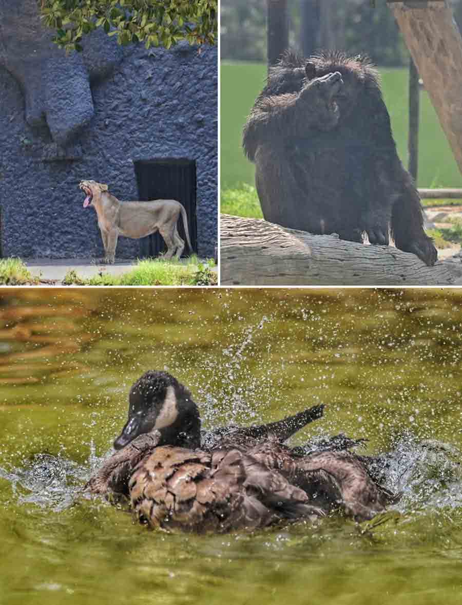 As the heatwave prevails, temperature on Wednesday once again touched 40°C. Amid the heat, Alipore Zoological Gardens’ inmates were seen taking respite in the shadow and water bodies  