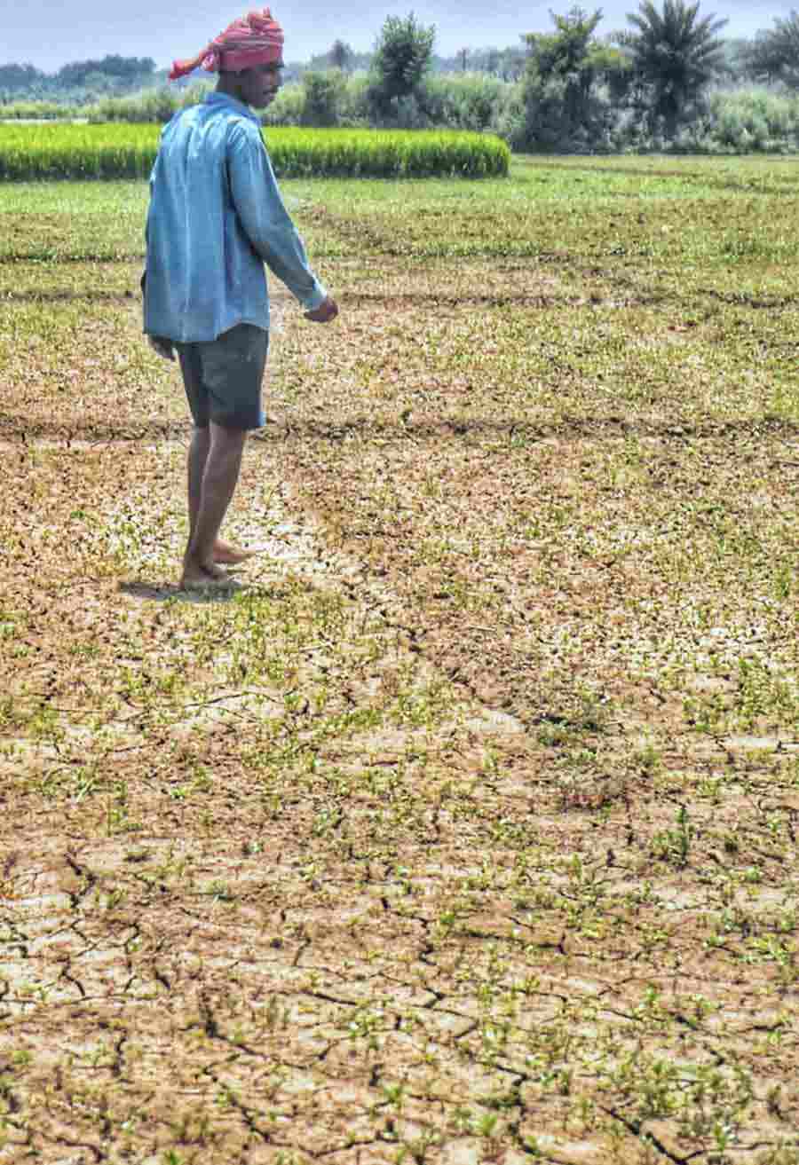 The current heatwave is causing substantial damage to crops. In Nadia district, cultivation lands have developed cracks due to the lack of rain and the scorching heat 