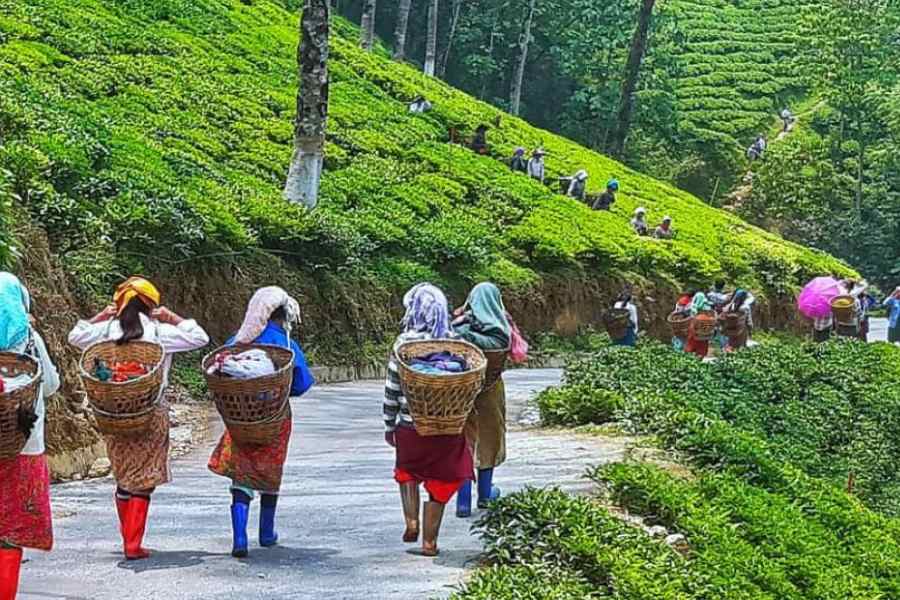  Israel-exodus storm in Darjeeling teacup: Poor wages force hill youths to explore lucrative options