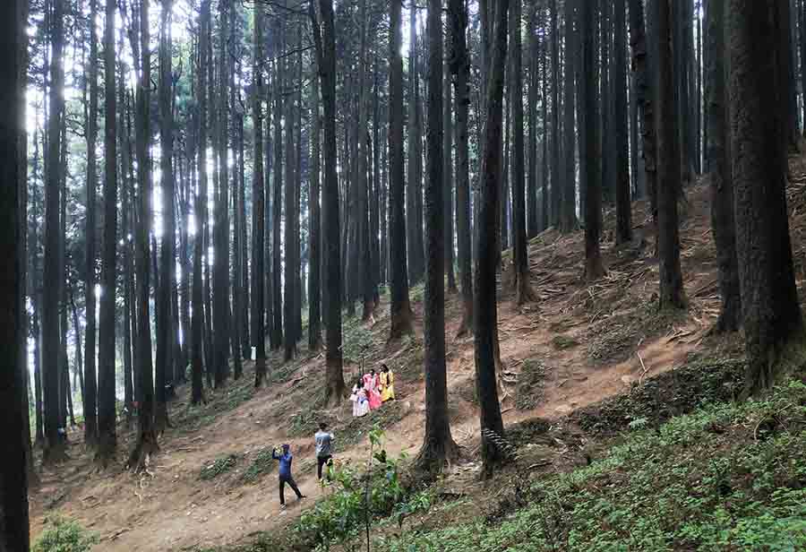 A short trek to the nearby pine forests with your friends or acquaintances for company isn’t a bad idea at all for those pining for some adventure