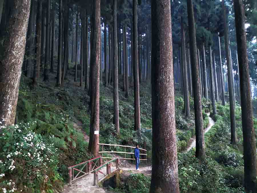 Lamahatta, with its vast stretches of pine, dhupi and large cardamom trees along with the looming Mount Kanchenjunga in the forefront, has been wooing visitors for several years now. Lamahatta Eco Park is another prime attraction of the destination.