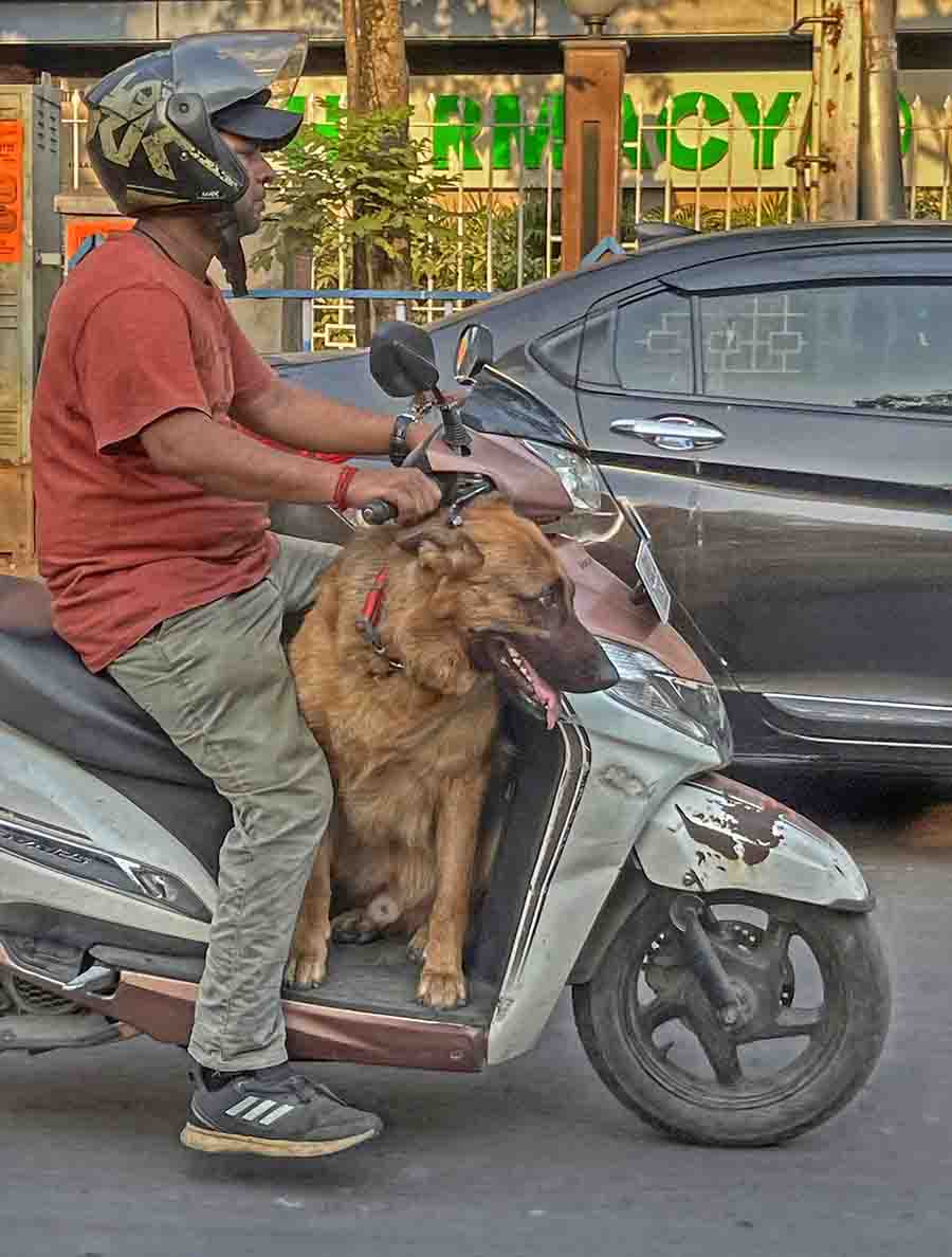 A German Shepherd enjoys a joyride on a scooter at Syed Amir Ali Avenue in Ballygunge on Saturday