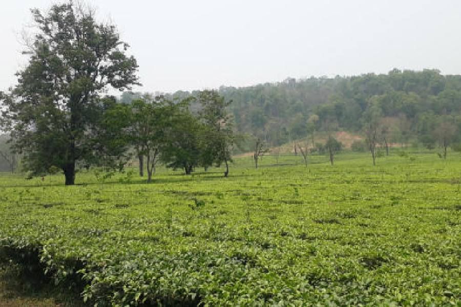 Scant rain leads to drop in tea production during two months from third week of February