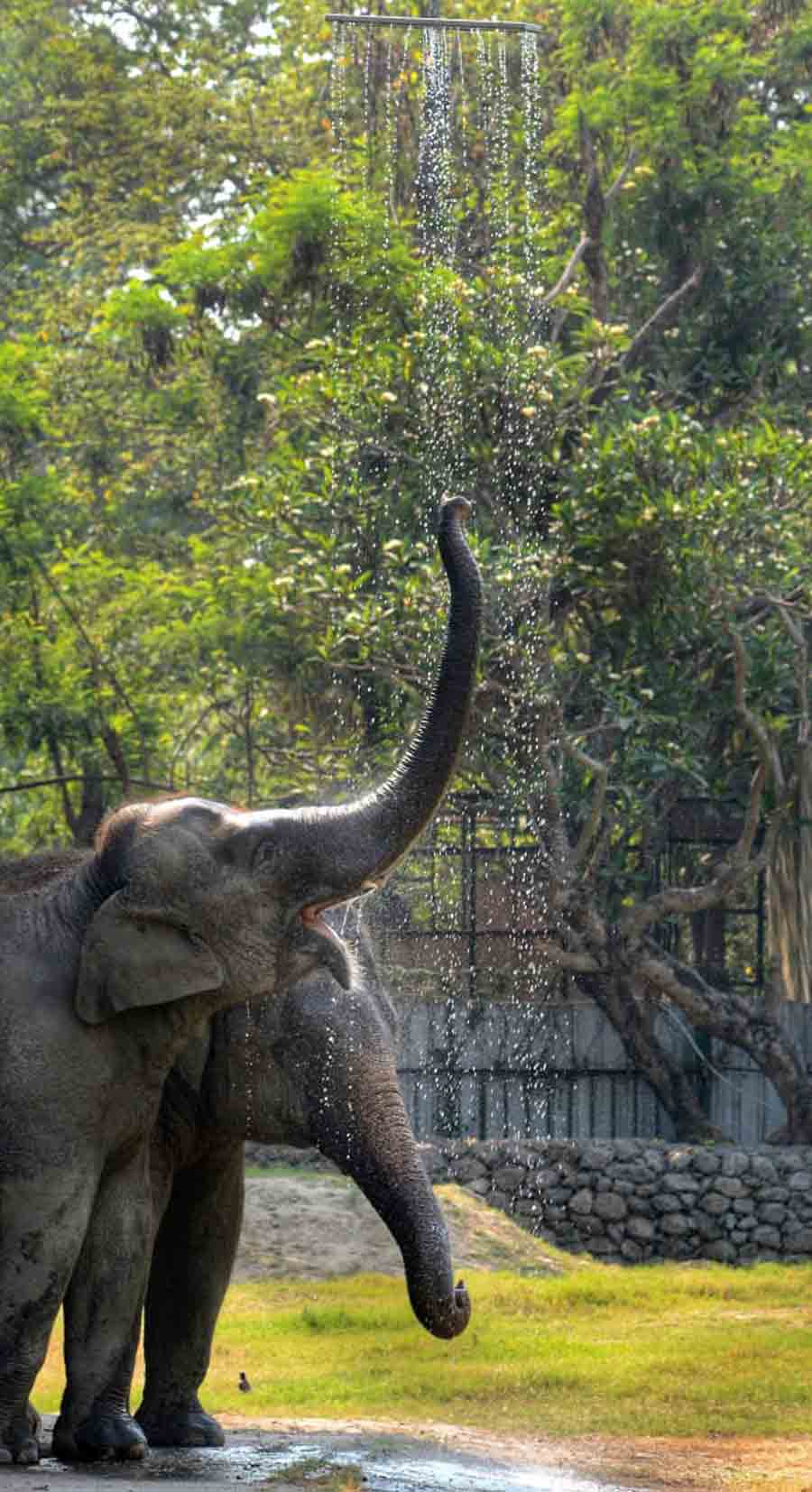 Elephants at the Alipore Zoological Gardens take a refreshing bath under the newly installed shower   