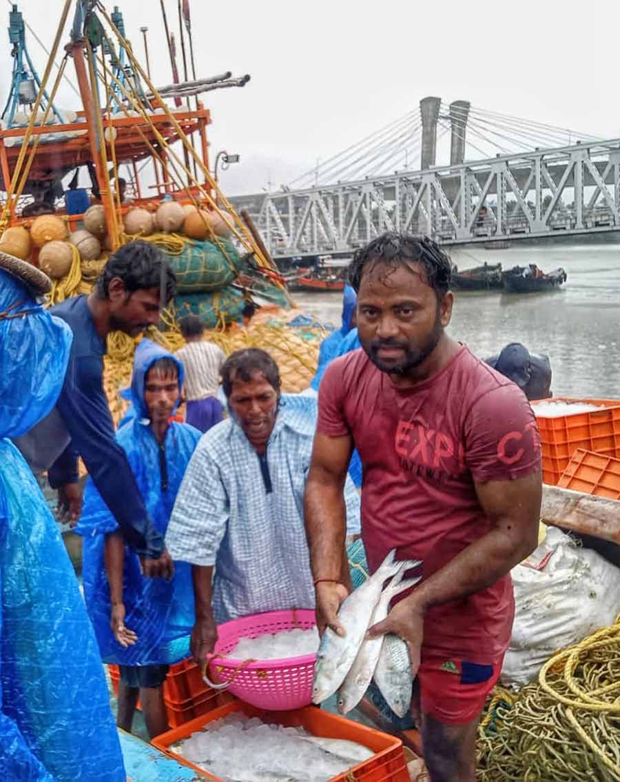 Landing of hilsa in progress at  Namkhana  fishing port in South 24-Parganas. The markets in and around the city are slowly getting filled up with hilsa, much to the delight of Kolkatans