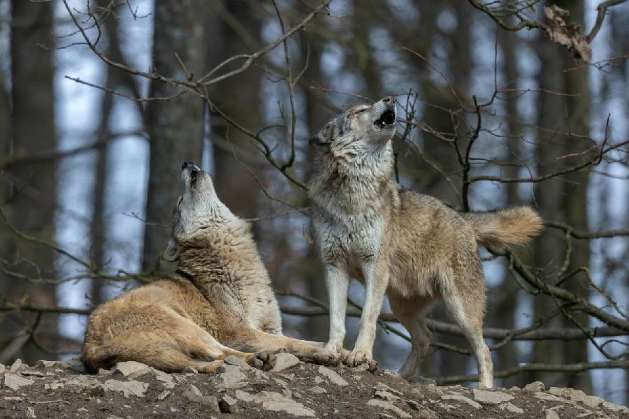 Noisy forefathers: Two Canadian timberwolves howling in a forest