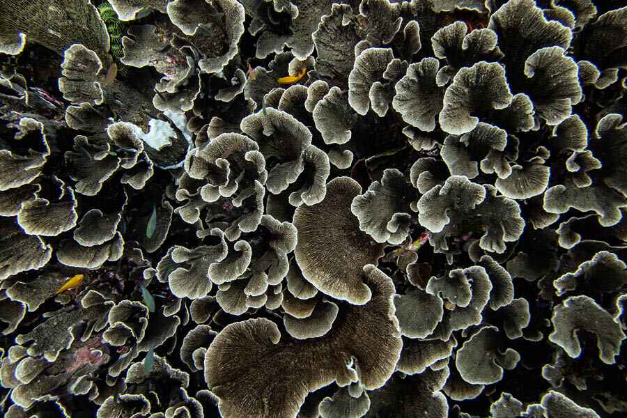 Coral up close