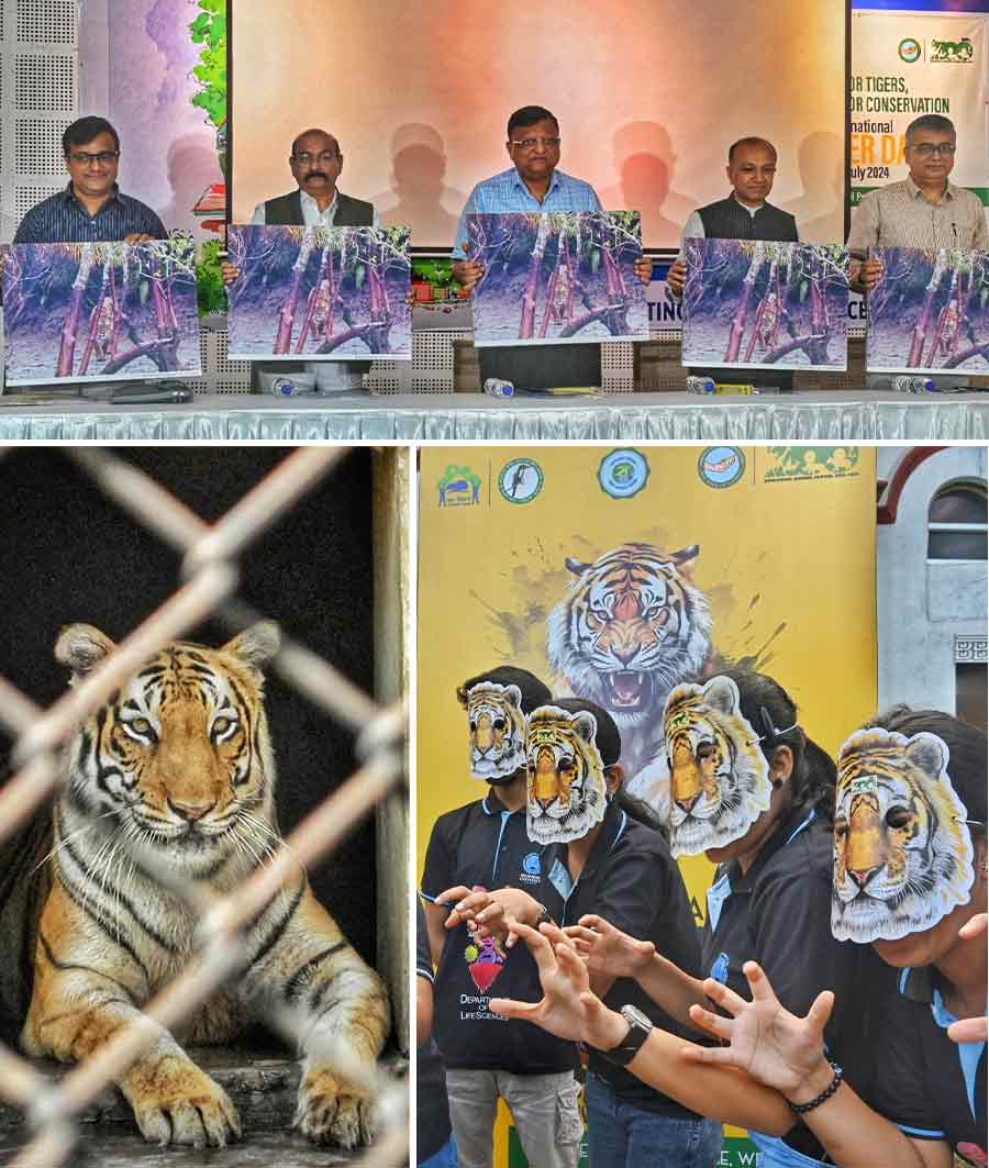 Students sport tiger masks at a programme to mark International Tiger Day at the Alipore Zoological Garden in Kolkata on July 29 and (left) a Bengal Tiger at the zoo. The zoo authorities conducted a sit-and-draw competition for school students and a poster-making competition for college students. Environmentalist Pradeep Vyas, often called the Tiger Man, made a presentation on the occasion. (Top) In picture (from left), Saurabh Chaudhuri of the West Bengal Forest Directorate, Vyas and other dignitaries