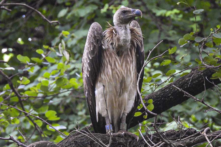 A critically endangered long-billed vulture at Pench reserve
