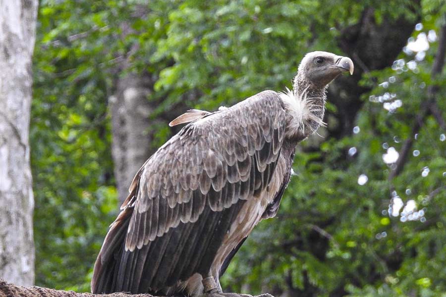 Critically endangered long-billed vulture at Pench reserve