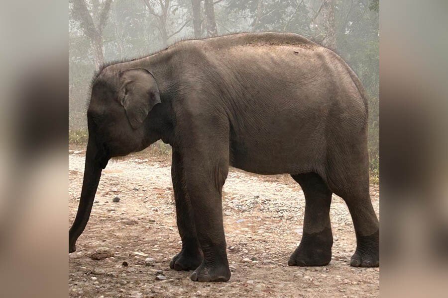 The baby elephant in front of the Hollong Bungalow, meeting us