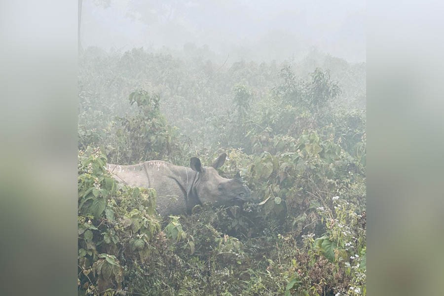Meeting the rhino from an elephant back