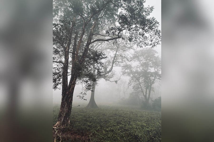 A glimpse of the Jaldapara jungle