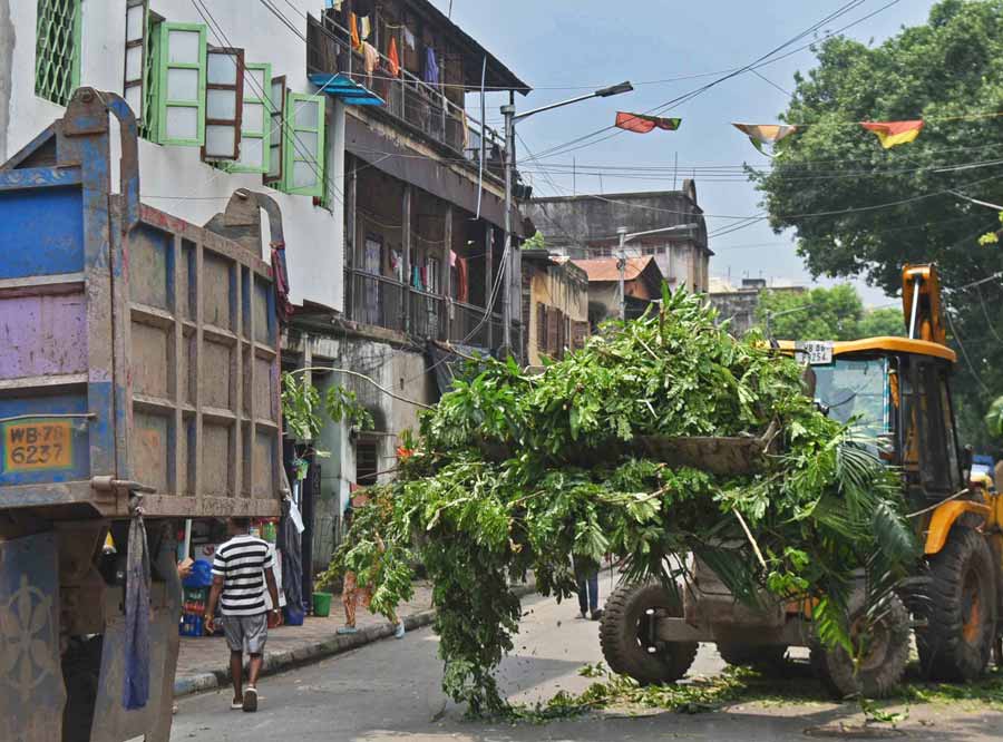 Kolkata Municipal Corporation workers trim branches of roadside trees near Kumartuli ahead of the pujas before being carried away by payloaders