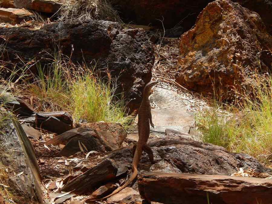 Australia, 2015: I was walking down to a natural pool at Karijini National Park in Western Australia when I encountered this goana. It was on all fours when I first saw the reptile. It stopped as it became aware of my presence, stood up on its hind legs with its tail supporting the body, looked around, and went back on all fours before slithering ahead and out of the walking trail. A magnificent creature!