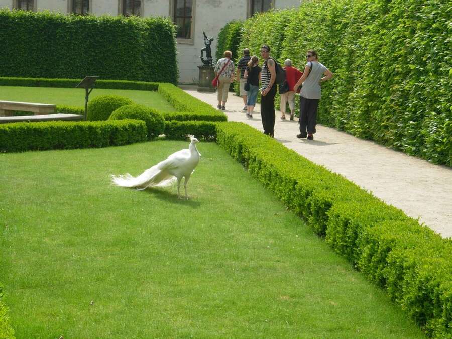  Prague (Czechia) 2012: A white peacock hangs out in the grounds of the Senate Building in Prague