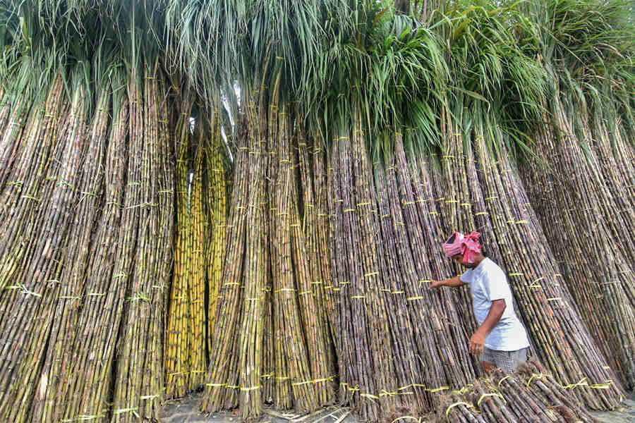 Sugarcane on sale at Natun Bazar, Rabindra Sarani.