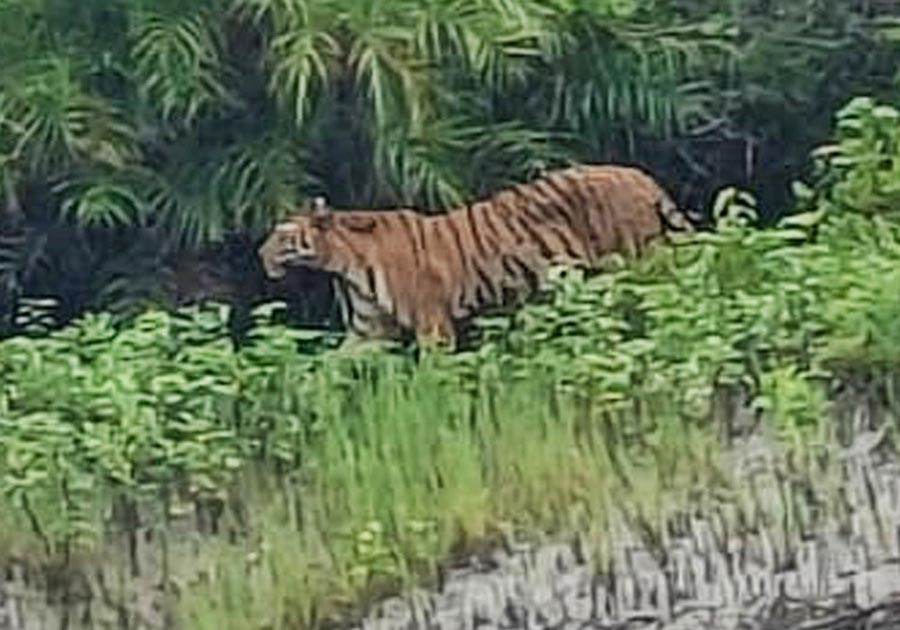 A group of 25 tourists from Kolkata during their sightseeing in Sunderbans’ Jharkhali caught a glimpse of the majestic Bengal Tiger on August 25  