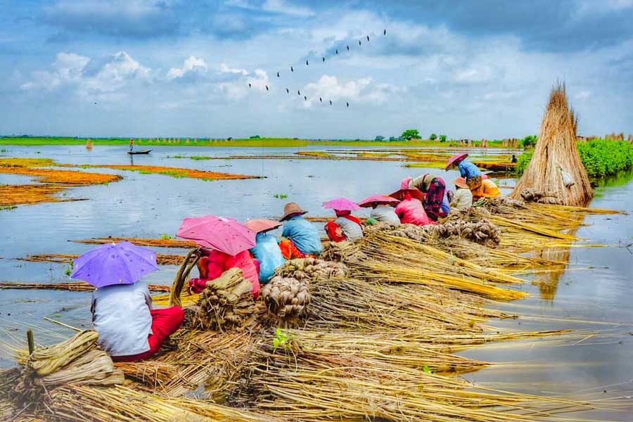 Farmers busy in the process of rotting jute in a field near Krishnanagar