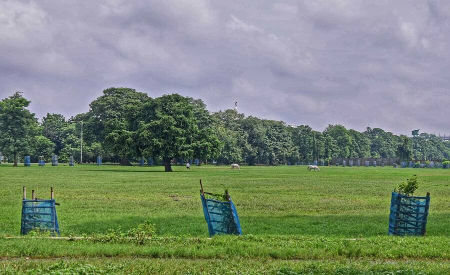 The public works department has planted saplings in a certain portion of the Maidan even as the  Joka-Esplanade metro project passes below it