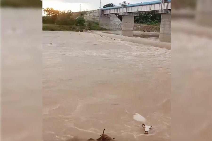 Video shows group of persons throwing cows into Madhya Pradesh river; 20 dead, police register case