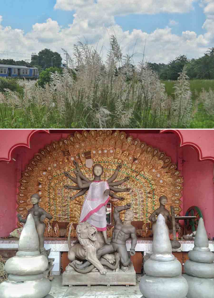 (Top) ‘Kaashphool’ appears on the city’s fringes and (above) preparations underway at a Durga Puja pandal at Baruipur in South 24-Parganas   
