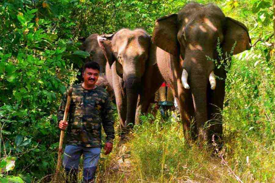 Anand Shinde leading a herd of elephants. @Instagram/AnandShinde