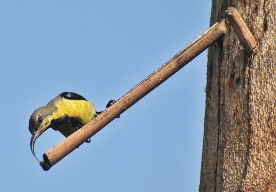 Birds taste palm sap in Nadia district on Tuesday morning