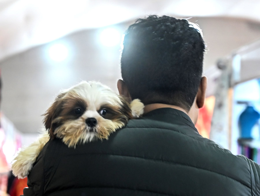 A man walks his pet around the International Grand Trade Fair at City Centre ground in New Town. The fair will continue till December 15