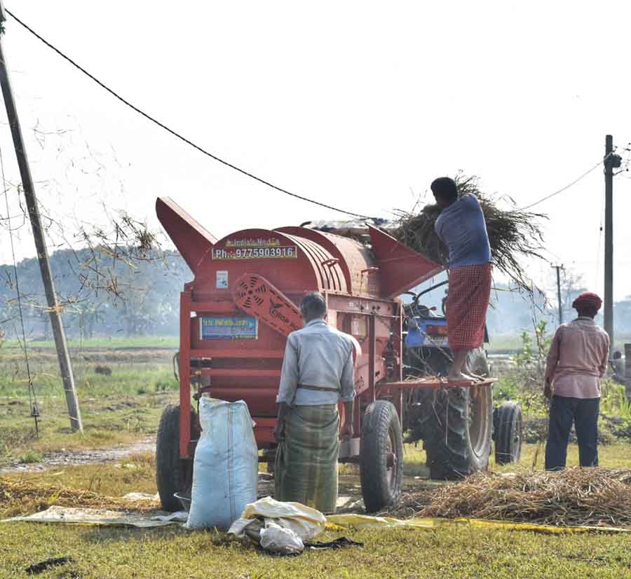 Paddy threshing work in progress in a field in Nadia district on Saturday