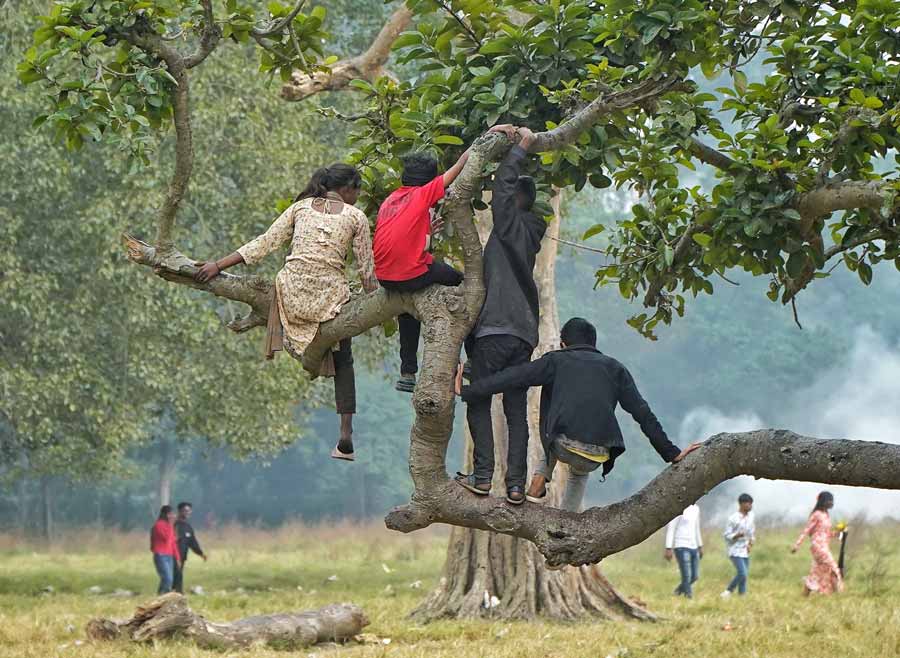 Children play on a tree on Maidan on Tuesday afternoon