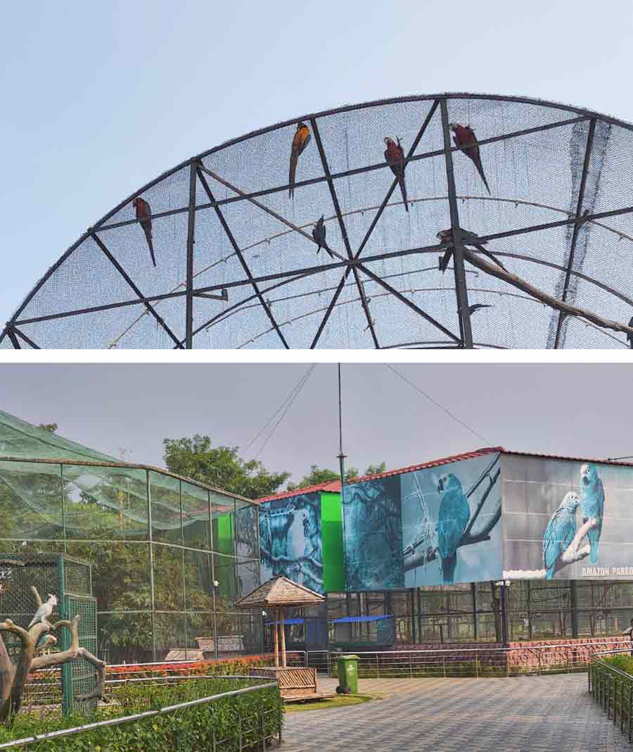 As soon as your pass the gate, you are greeted by the screeching macaws and parakeets to your left. The entire aviary lies to your left, while there are rides such as slides, mini jungle gyms and swings to your right over the lush greens