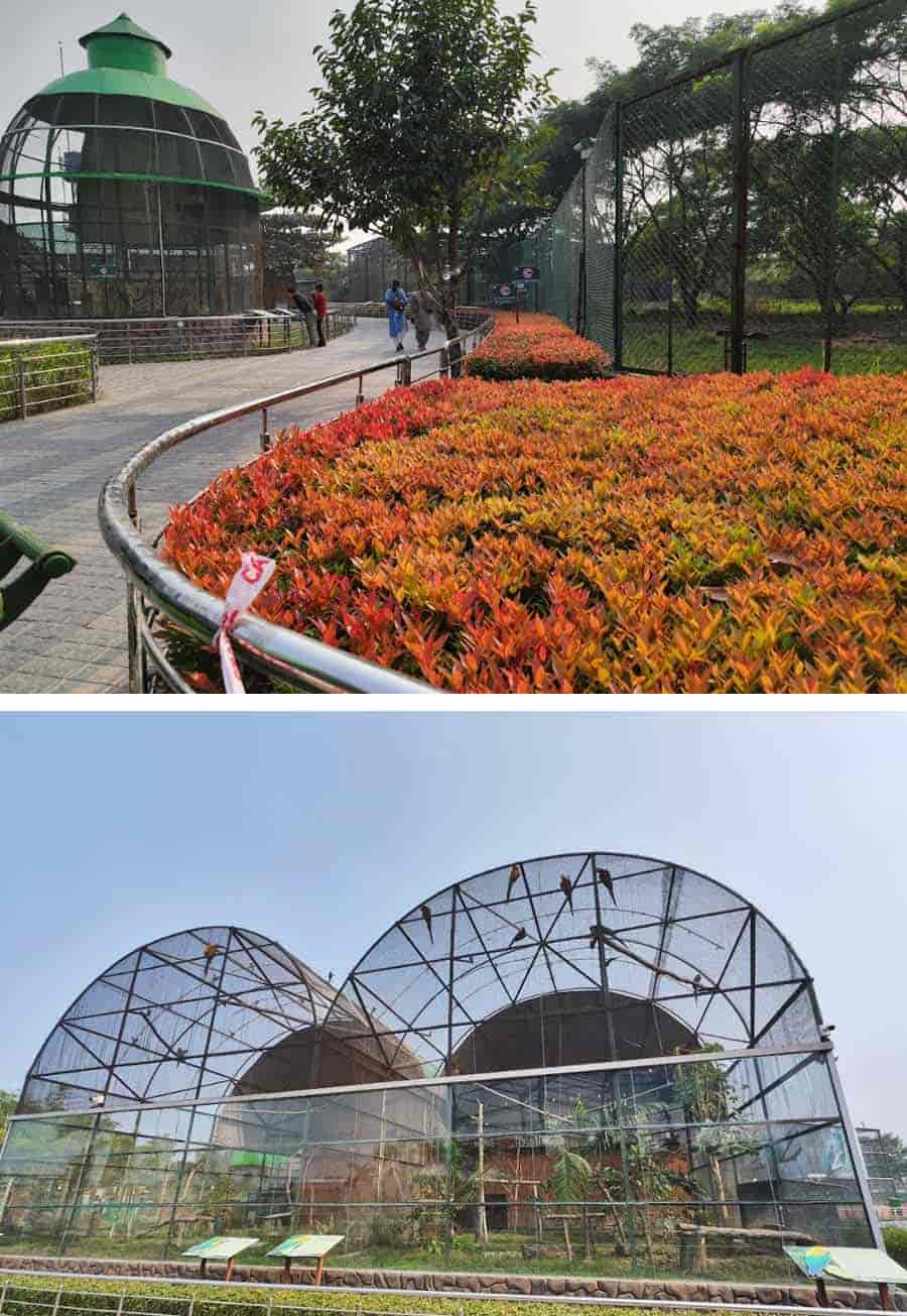 The brightly coloured hedges lead you to the tall cages of cockatoo, eclectus parrots, scarlet macaw, lory and myriad varieties of birds. The cages have fruit trees like banana and flowering shrubs like the hibiscus offering the inmates a garden-like feel