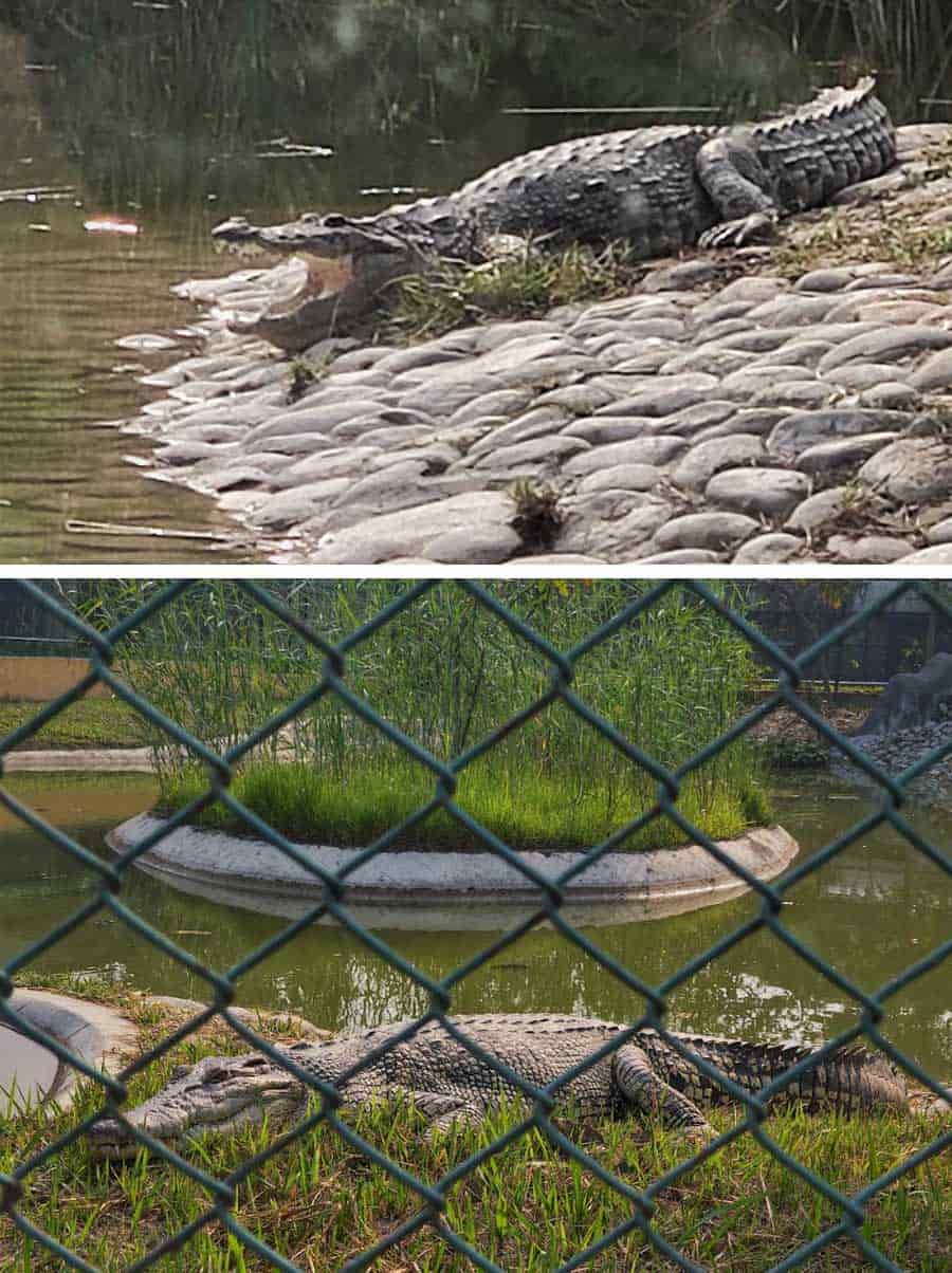 Two majestic crocodiles grab your attention in a huge land-and-water grassy enclosure. They could be caught sunning in the mellow winter sun if you are lucky. Nearby, the marmoset enclosure is worth checking out
